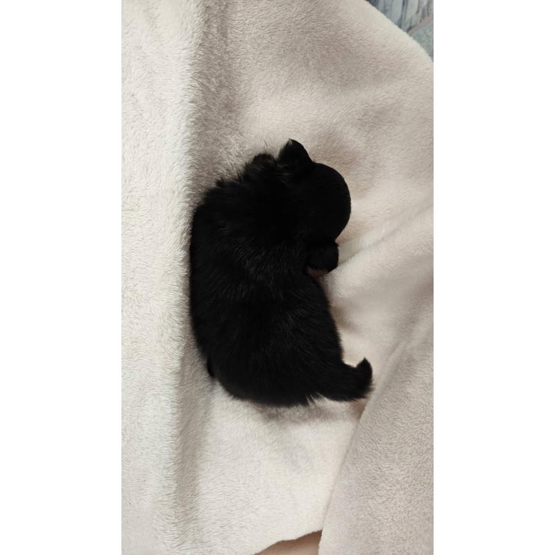 販売中の埼玉県のポメチワ:ポメラニアン×チワワ-426558の6枚目