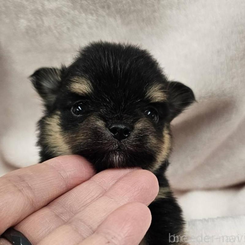 販売中の埼玉県のポメチワ:ポメラニアン×チワワ-426558の1枚目