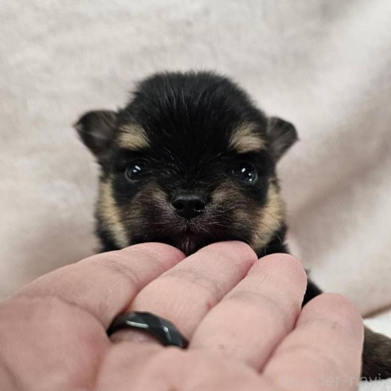 販売中の埼玉県のポメチワ:ポメラニアン×チワワ-426558の4枚目