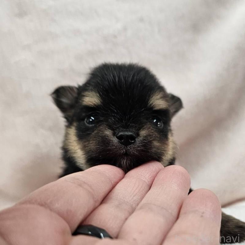 販売中の埼玉県のポメチワ:ポメラニアン×チワワ-426558の3枚目