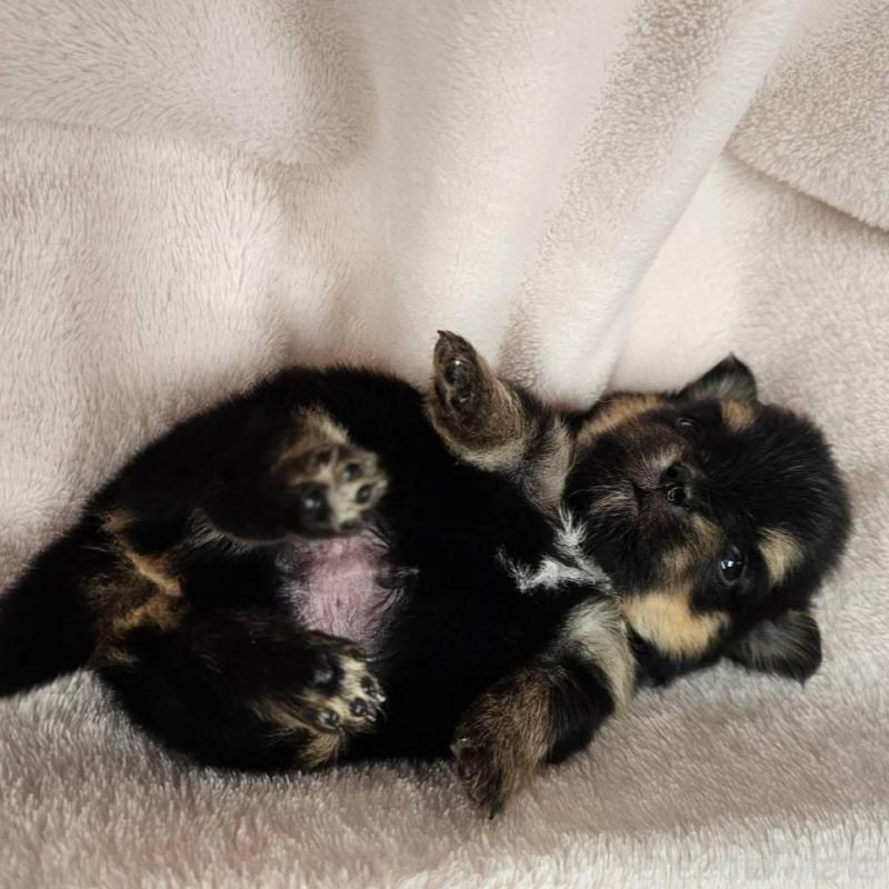 販売中の埼玉県のポメチワ:ポメラニアン×チワワ-426558の2枚目