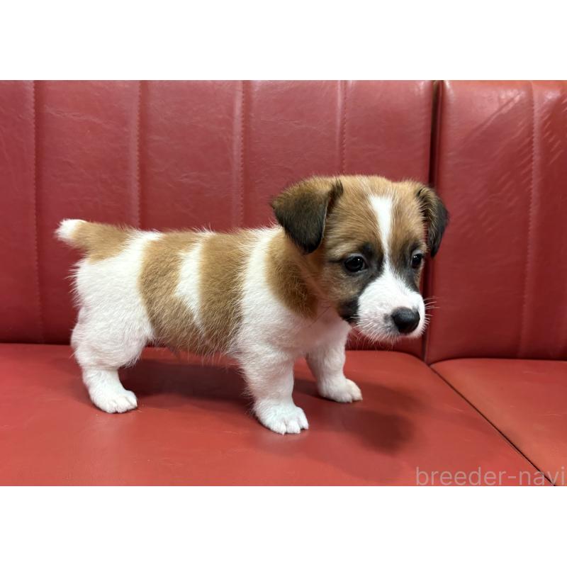 販売中の京都府のジャックラッセルテリア-426560の2枚目