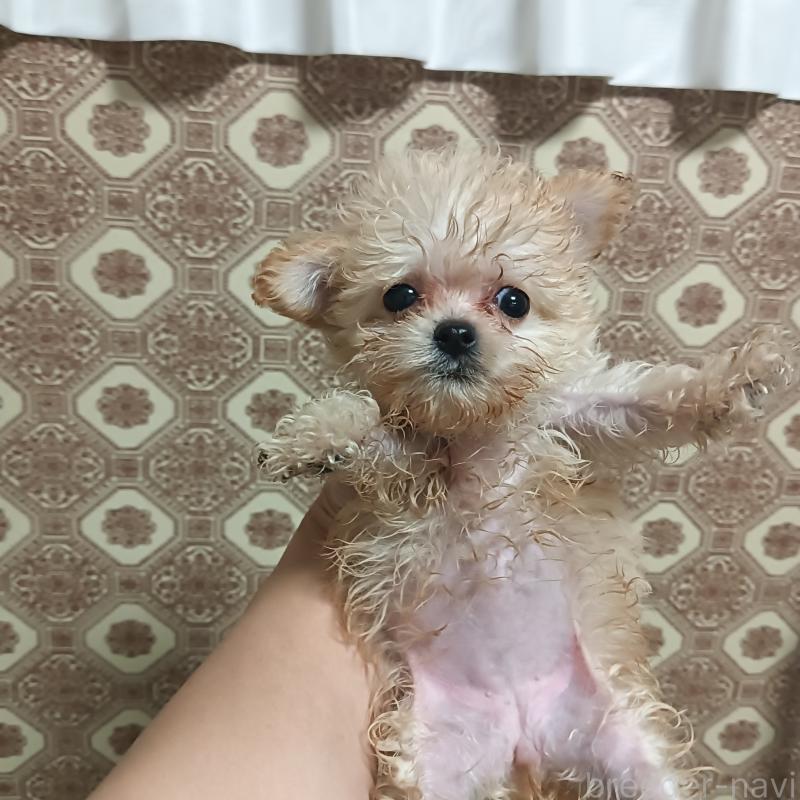 成約済の山口県のチワプー:チワワ×トイプードル-417629