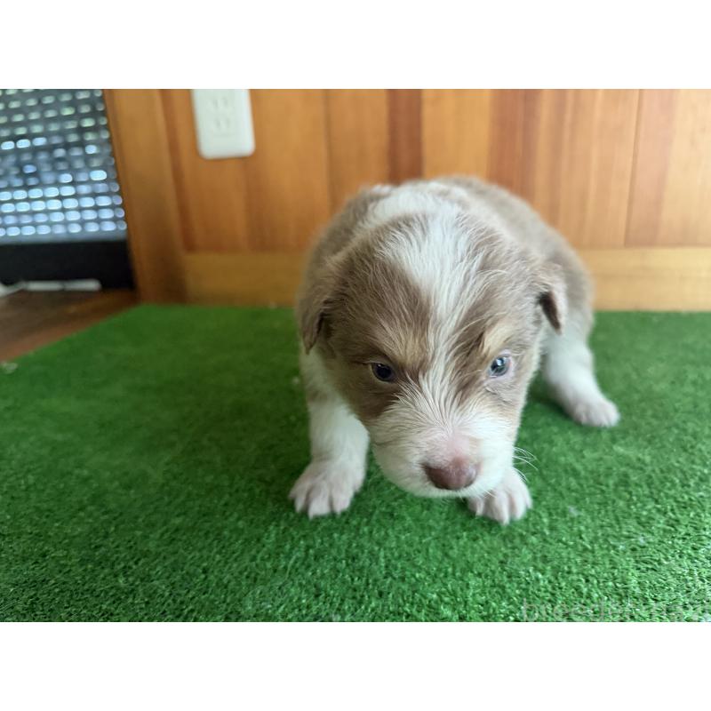 販売中の群馬県のボーダーコリー-426562の4枚目