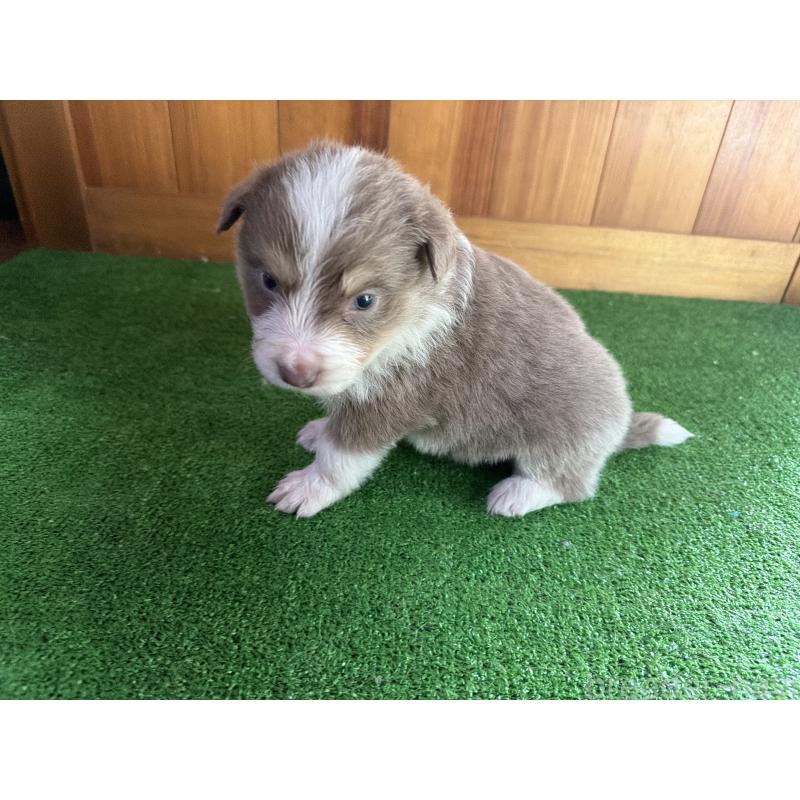 販売中の群馬県のボーダーコリー-426562の3枚目