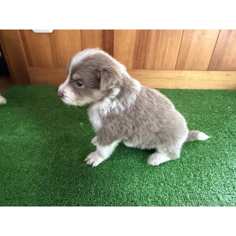 販売中の群馬県のボーダーコリー-426562の2枚目