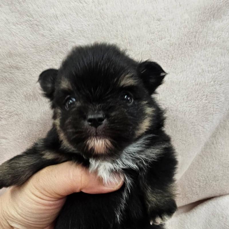 販売中の埼玉県のポメチワ:ポメラニアン×チワワ-426561の7枚目