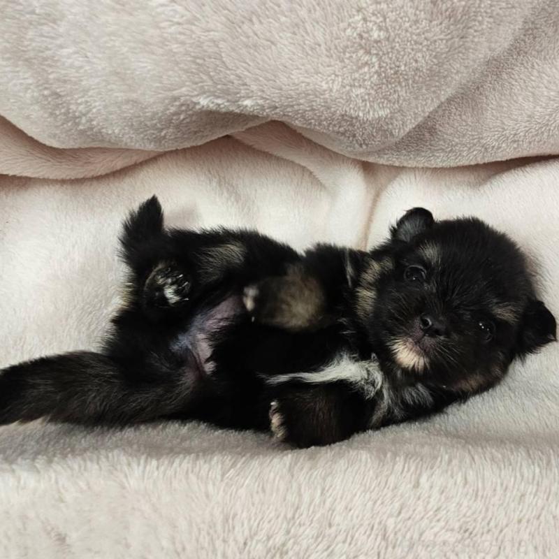 販売中の埼玉県のポメチワ:ポメラニアン×チワワ-426561の6枚目