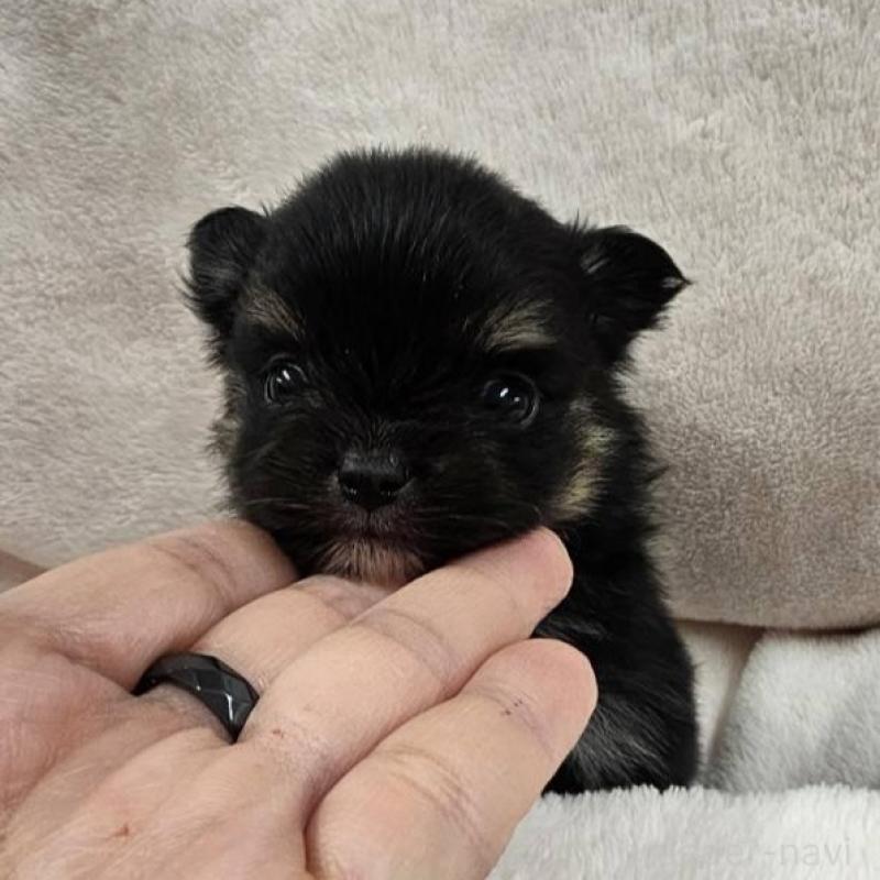 販売中の埼玉県のポメチワ:ポメラニアン×チワワ-426561