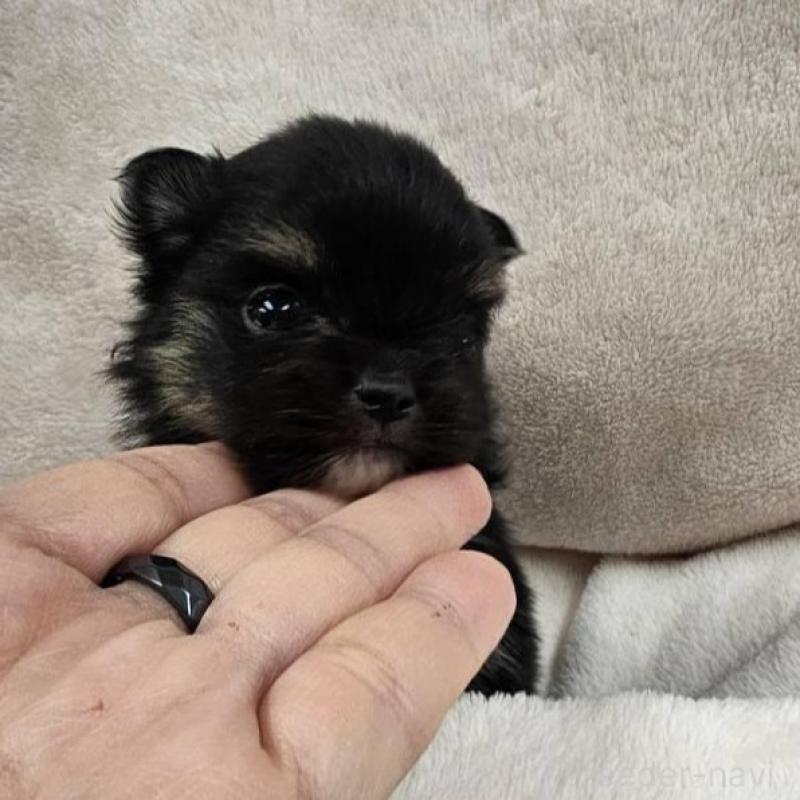 販売中の埼玉県のポメチワ:ポメラニアン×チワワ-426561の5枚目