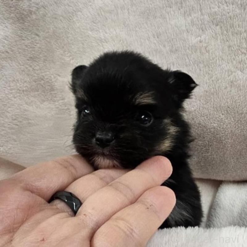 販売中の埼玉県のポメチワ:ポメラニアン×チワワ-426561の4枚目