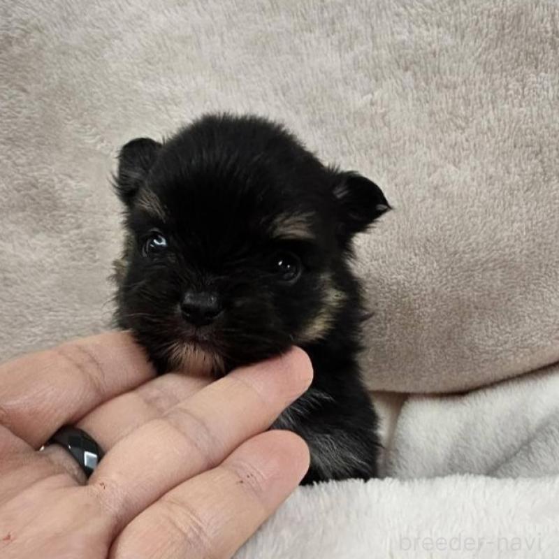 販売中の埼玉県のポメチワ:ポメラニアン×チワワ-426561の3枚目