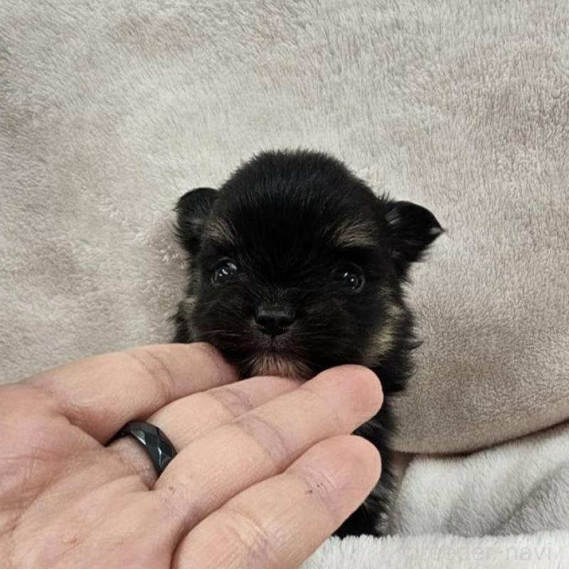 販売中の埼玉県のポメチワ:ポメラニアン×チワワ-426561の2枚目