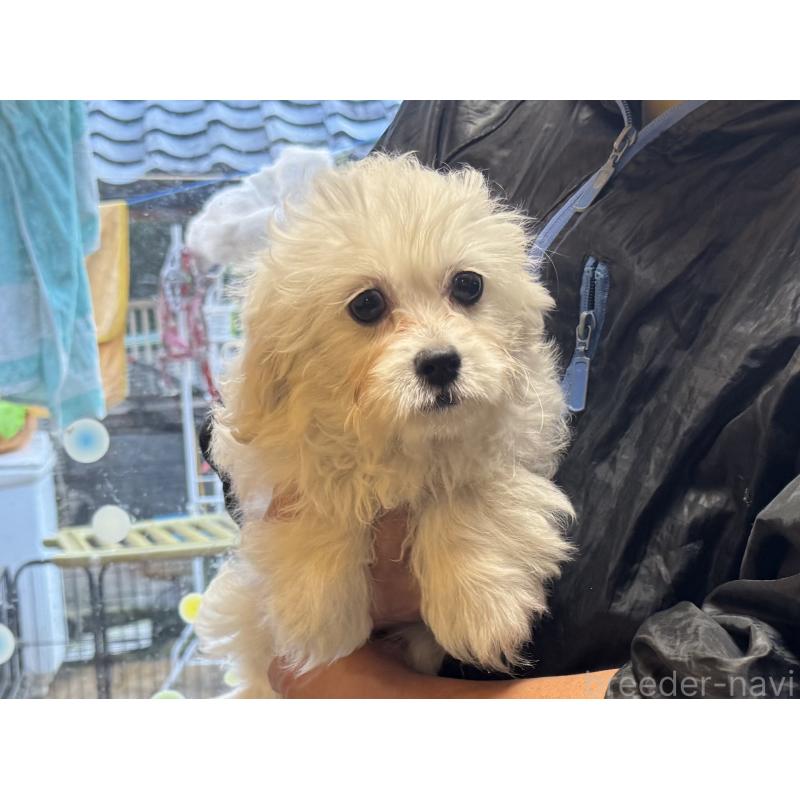 販売中の岐阜県のミックス犬-408333の3枚目