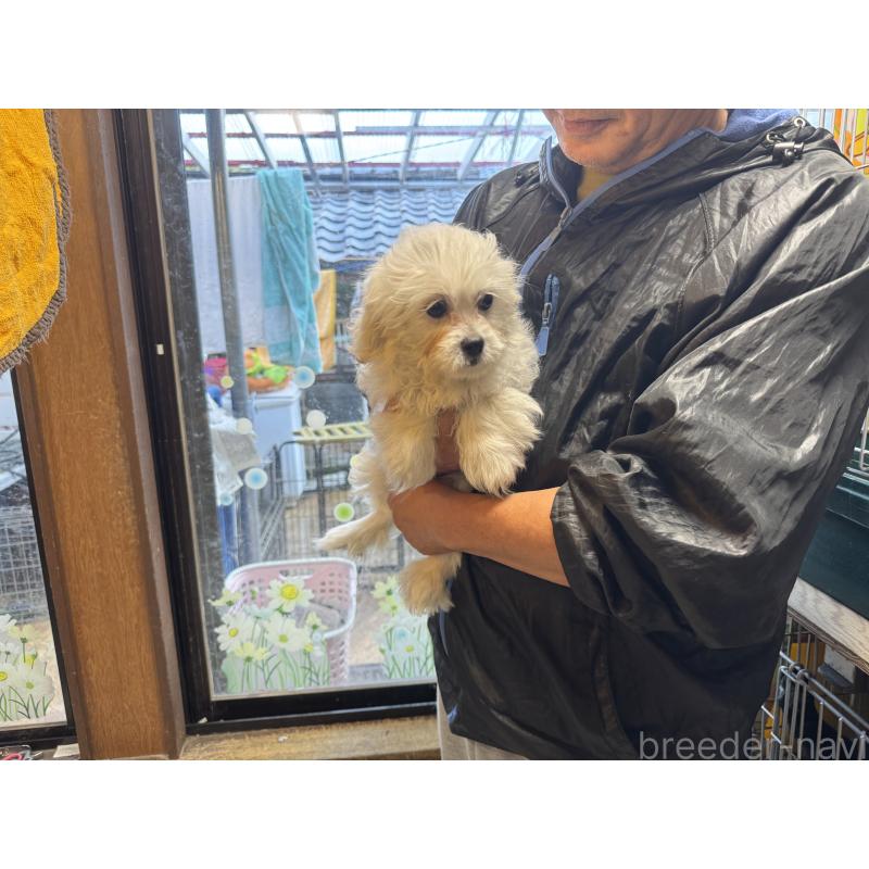 販売中の岐阜県のミックス犬-408333の2枚目