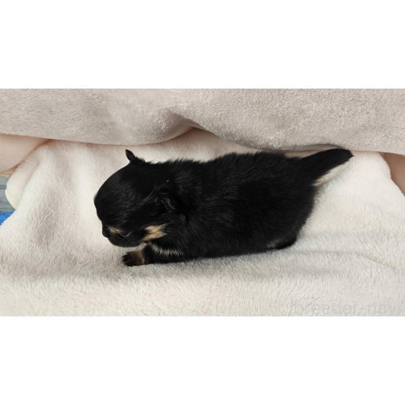 販売中の埼玉県のポメチワ:ポメラニアン×チワワ-426563の8枚目