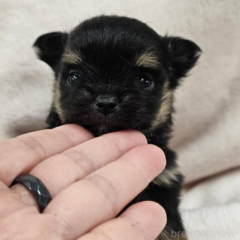 販売中の埼玉県のポメチワ:ポメラニアン×チワワ-426563の7枚目