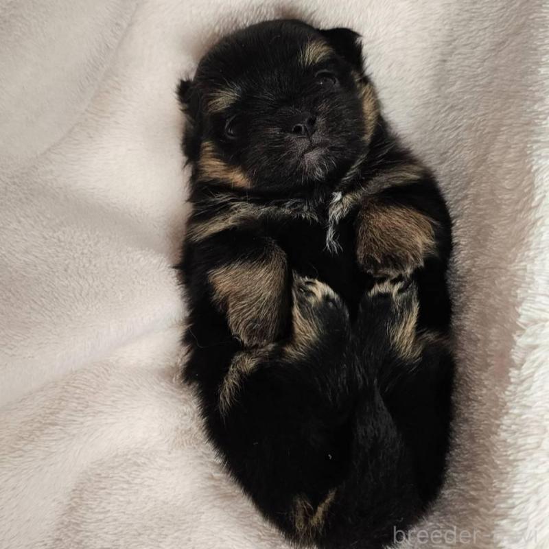 販売中の埼玉県のポメチワ:ポメラニアン×チワワ-426563の5枚目