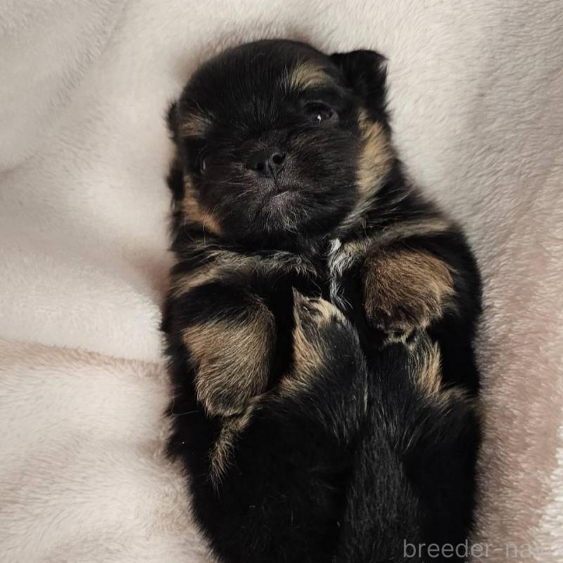 販売中の埼玉県のポメチワ:ポメラニアン×チワワ-426563の4枚目