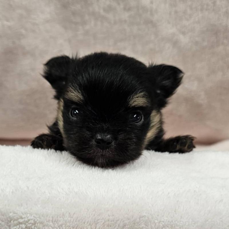 販売中の埼玉県のポメチワ:ポメラニアン×チワワ-426563の3枚目