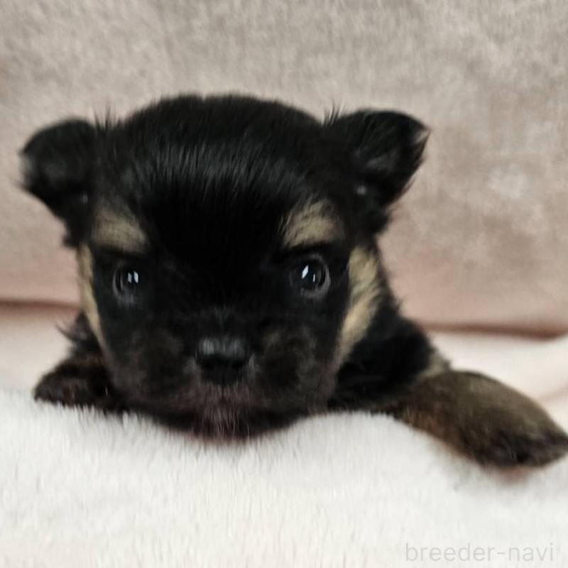 販売中の埼玉県のポメチワ:ポメラニアン×チワワ-426563の2枚目