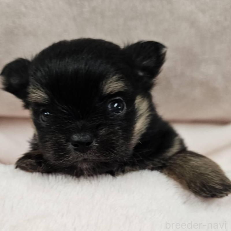 販売中の埼玉県のポメチワ:ポメラニアン×チワワ-426563