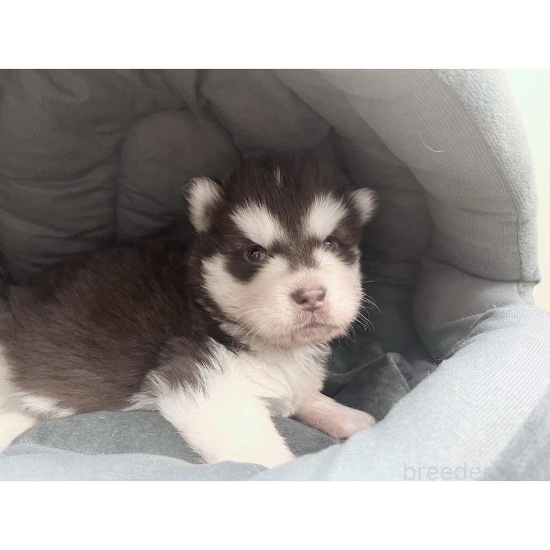 販売中の東京都のアラスカンマラミュート-426564