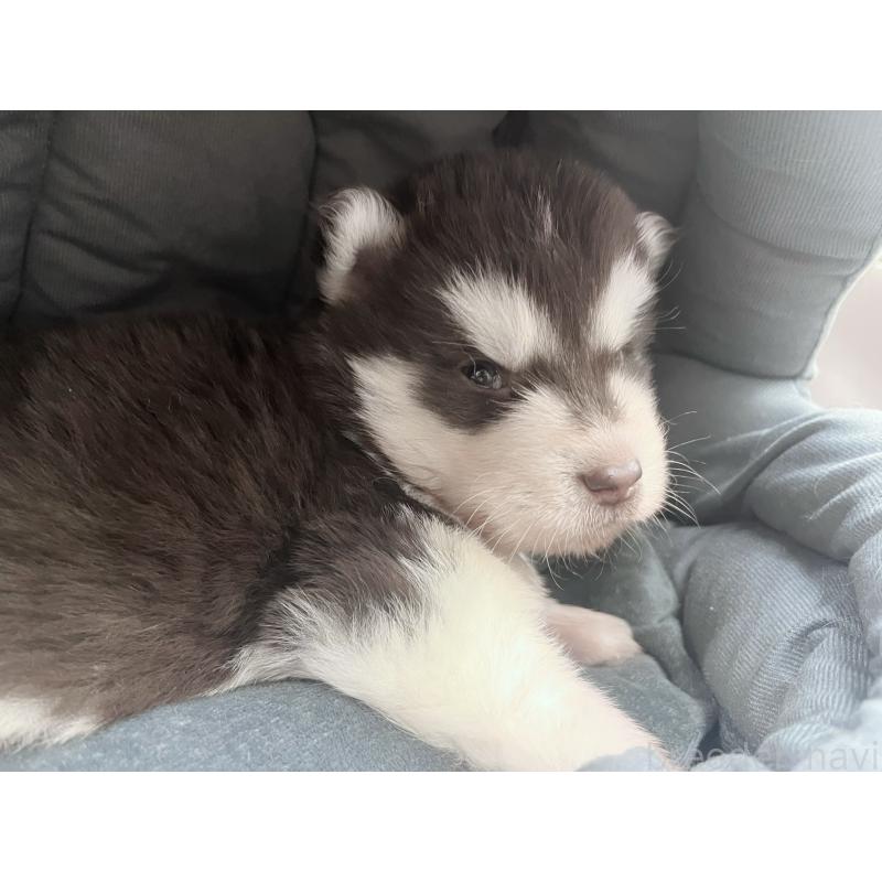 販売中の東京都のアラスカンマラミュート-426564の8枚目