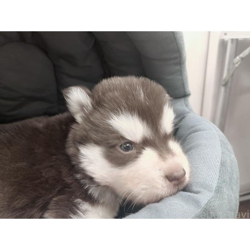 販売中の東京都のアラスカンマラミュート-426564の7枚目