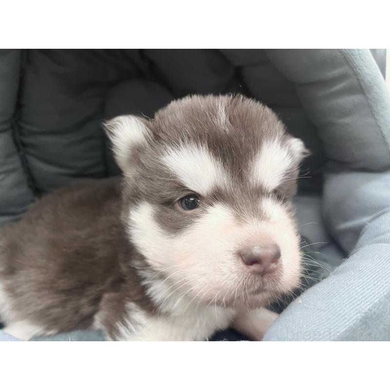 販売中の東京都のアラスカンマラミュート-426564の6枚目