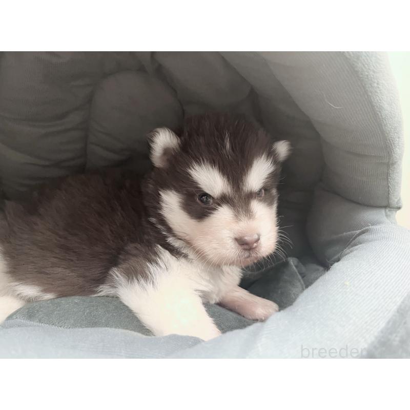 販売中の東京都のアラスカンマラミュート-426564の5枚目