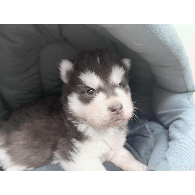 販売中の東京都のアラスカンマラミュート-426564の4枚目