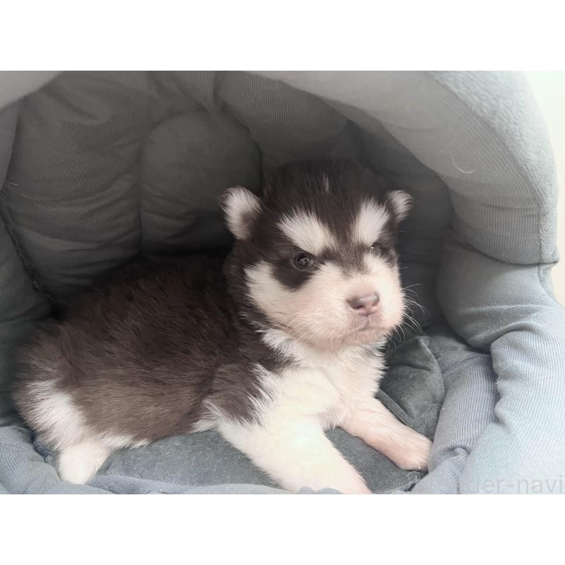 販売中の東京都のアラスカンマラミュート-426564の3枚目