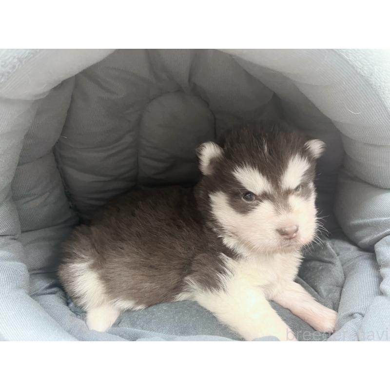 販売中の東京都のアラスカンマラミュート-426564の2枚目