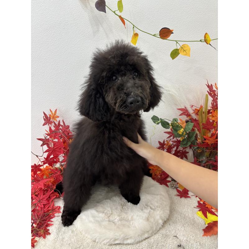 販売中の千葉県のスタンダードプードル-407914の4枚目