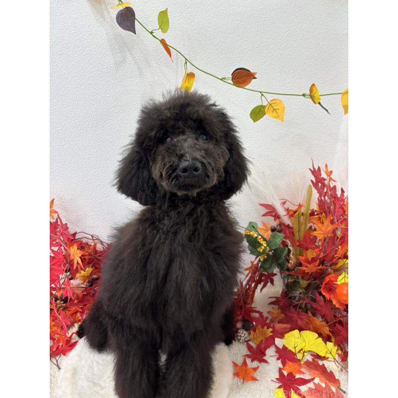 販売中の千葉県のスタンダードプードル-407914の3枚目