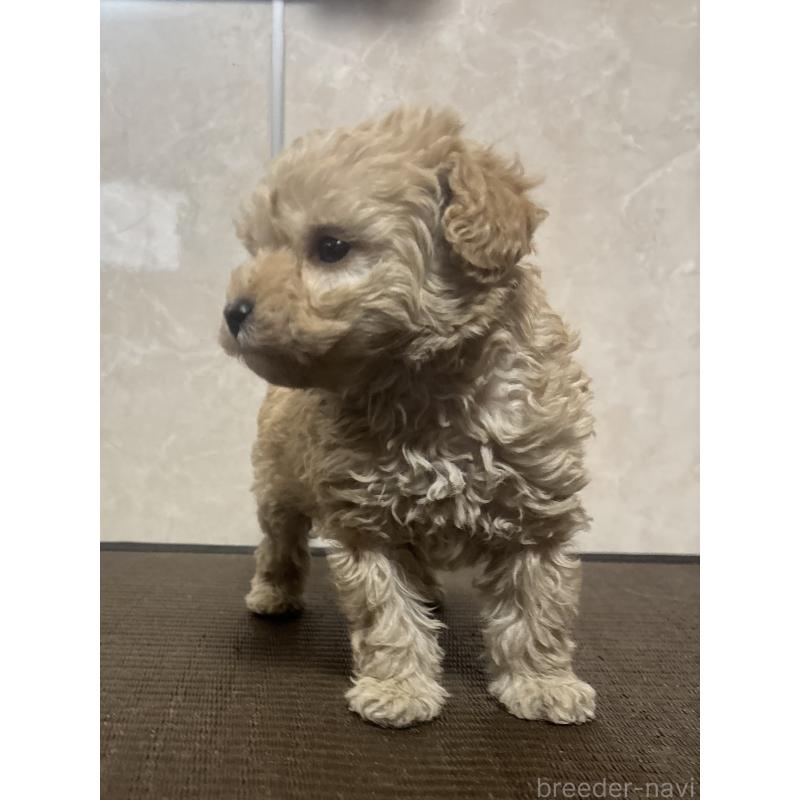 販売中の東京都のトイプードル-426565の4枚目