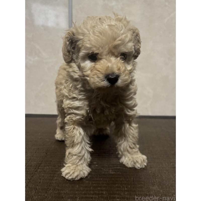 販売中の東京都のトイプードル-426565の3枚目