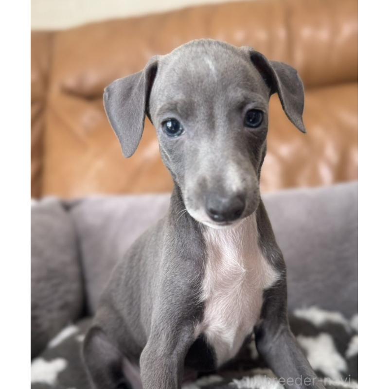 販売中の山梨県のイタリアングレーハウンド(イタグレ)-426571の4枚目