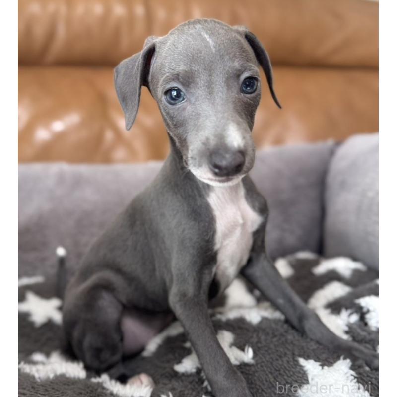 販売中の山梨県のイタリアングレーハウンド(イタグレ)-426571の3枚目