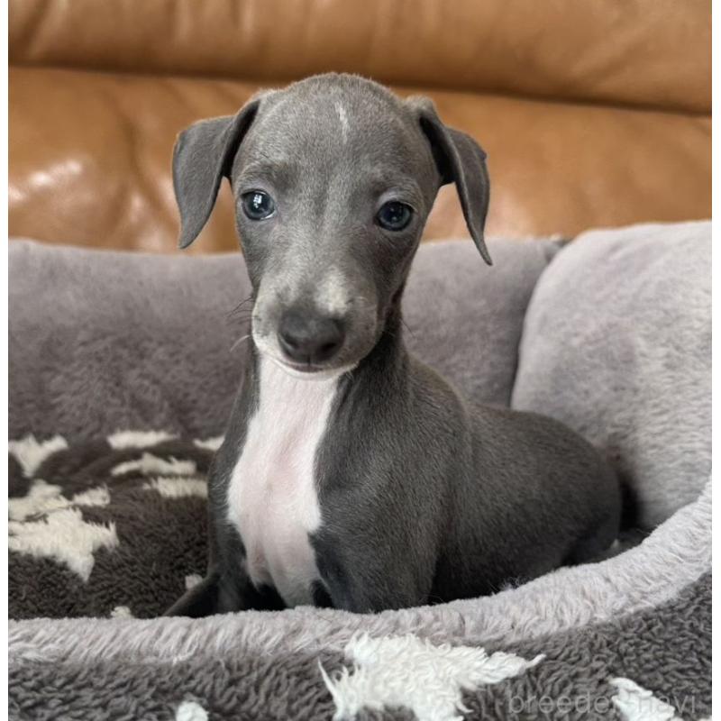 販売中の山梨県のイタリアングレーハウンド(イタグレ)-426571の2枚目