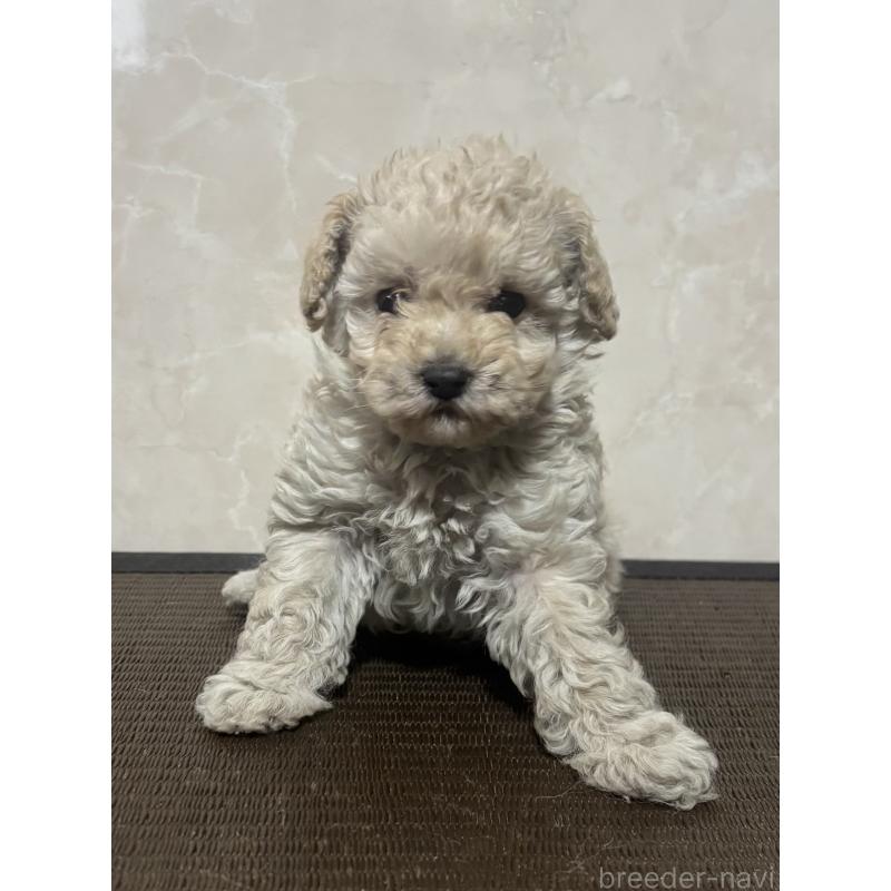 販売中の東京都のトイプードル-426566の4枚目