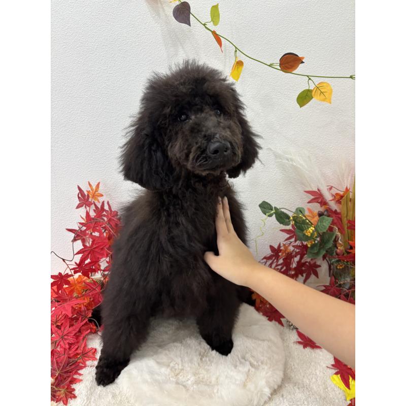 販売中の千葉県のスタンダードプードル-407914の2枚目