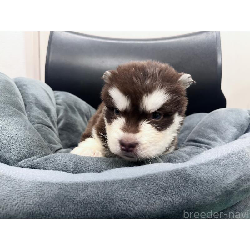 販売中の東京都のアラスカンマラミュート-426569の8枚目