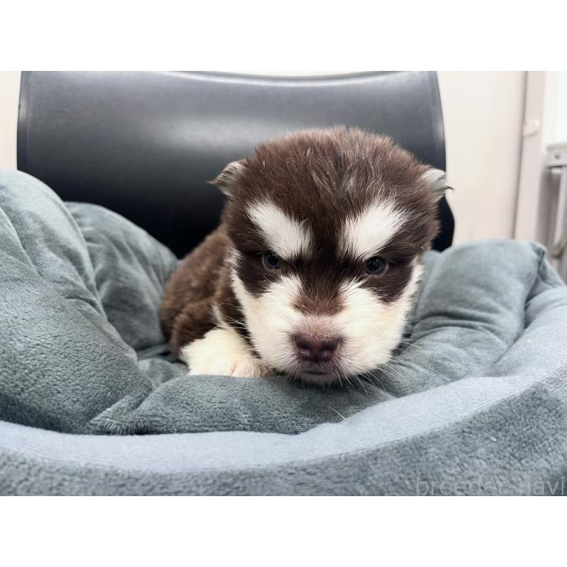 販売中の東京都のアラスカンマラミュート-426569の6枚目