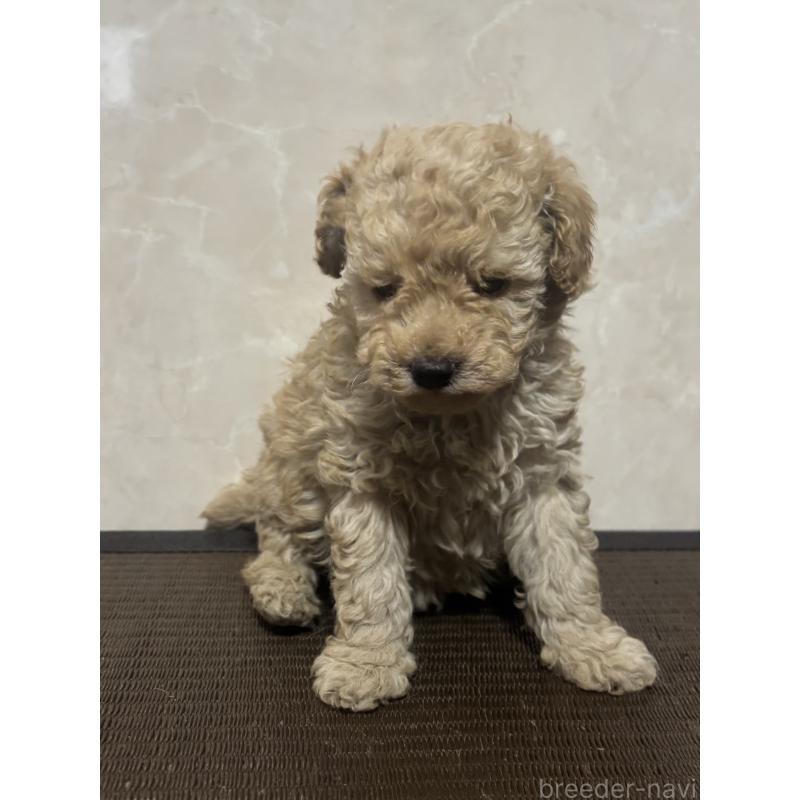 販売中の東京都のトイプードル-426570の3枚目