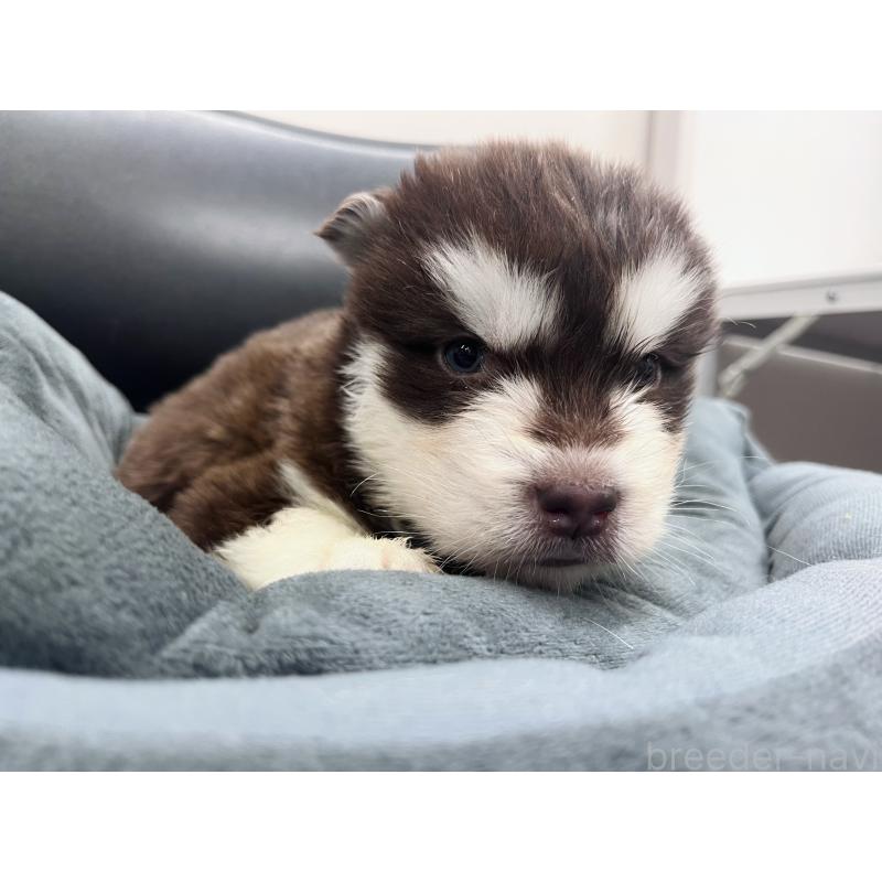 販売中の東京都のアラスカンマラミュート-426569の5枚目