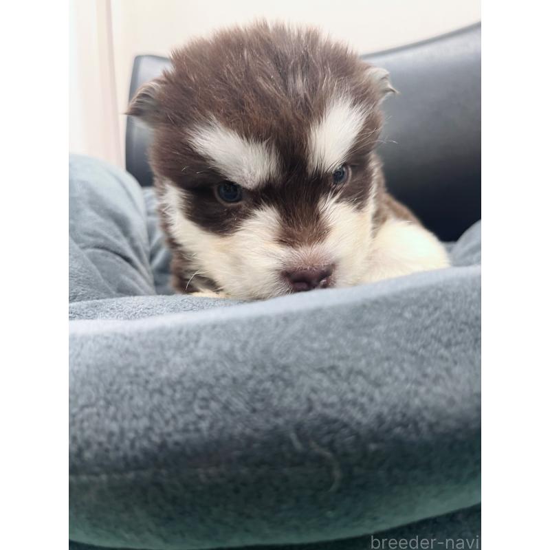 販売中の東京都のアラスカンマラミュート-426569の4枚目