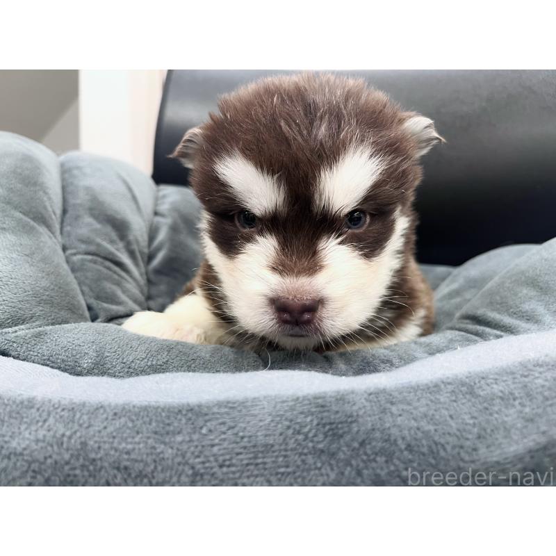 販売中の東京都のアラスカンマラミュート-426569の3枚目