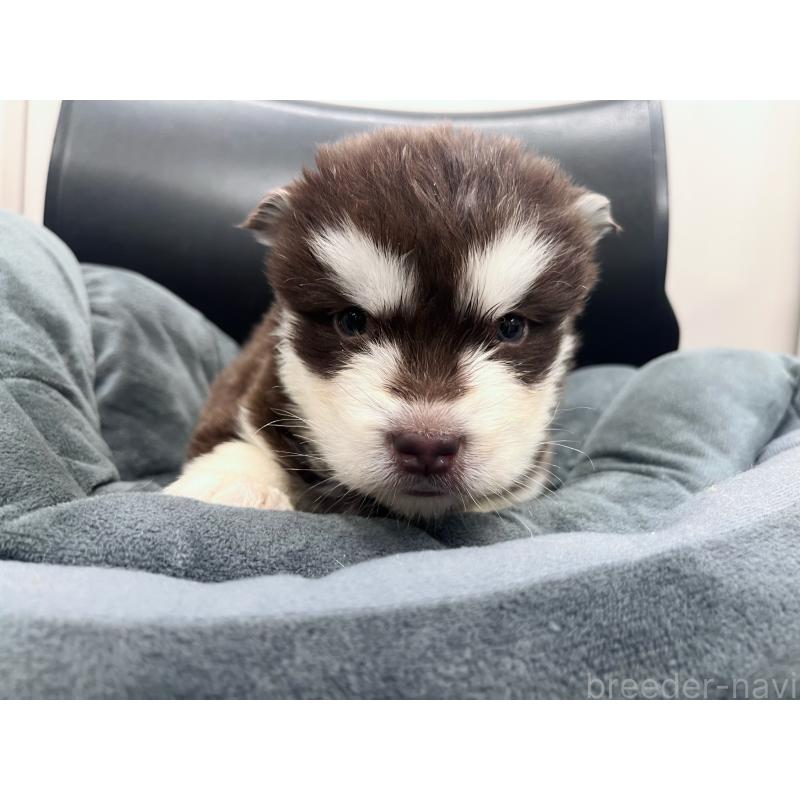 販売中の東京都のアラスカンマラミュート-426569の2枚目